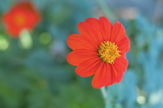 欧冠半场：两队均破门乏术，摩纳哥0-0闷平加拉塔萨雷