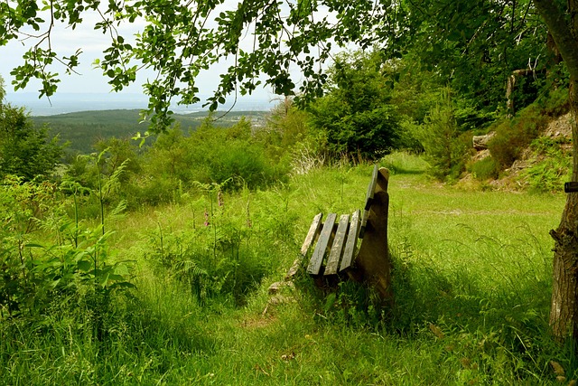 球迷的支持 球迷的支持